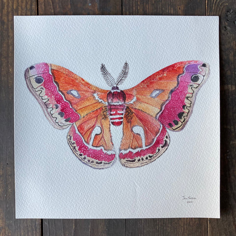 Cecropia Moth - Print