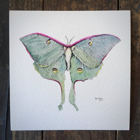 Luna Moth - Print